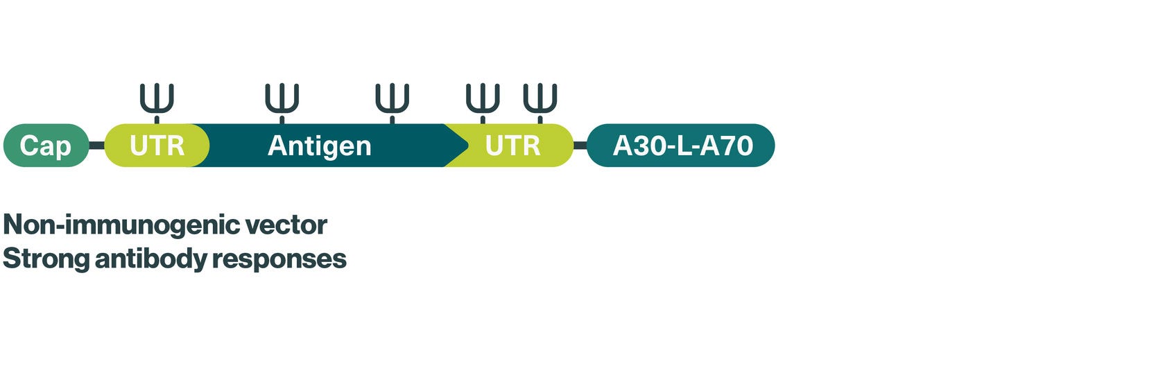 BioNTech: mRNA platforms