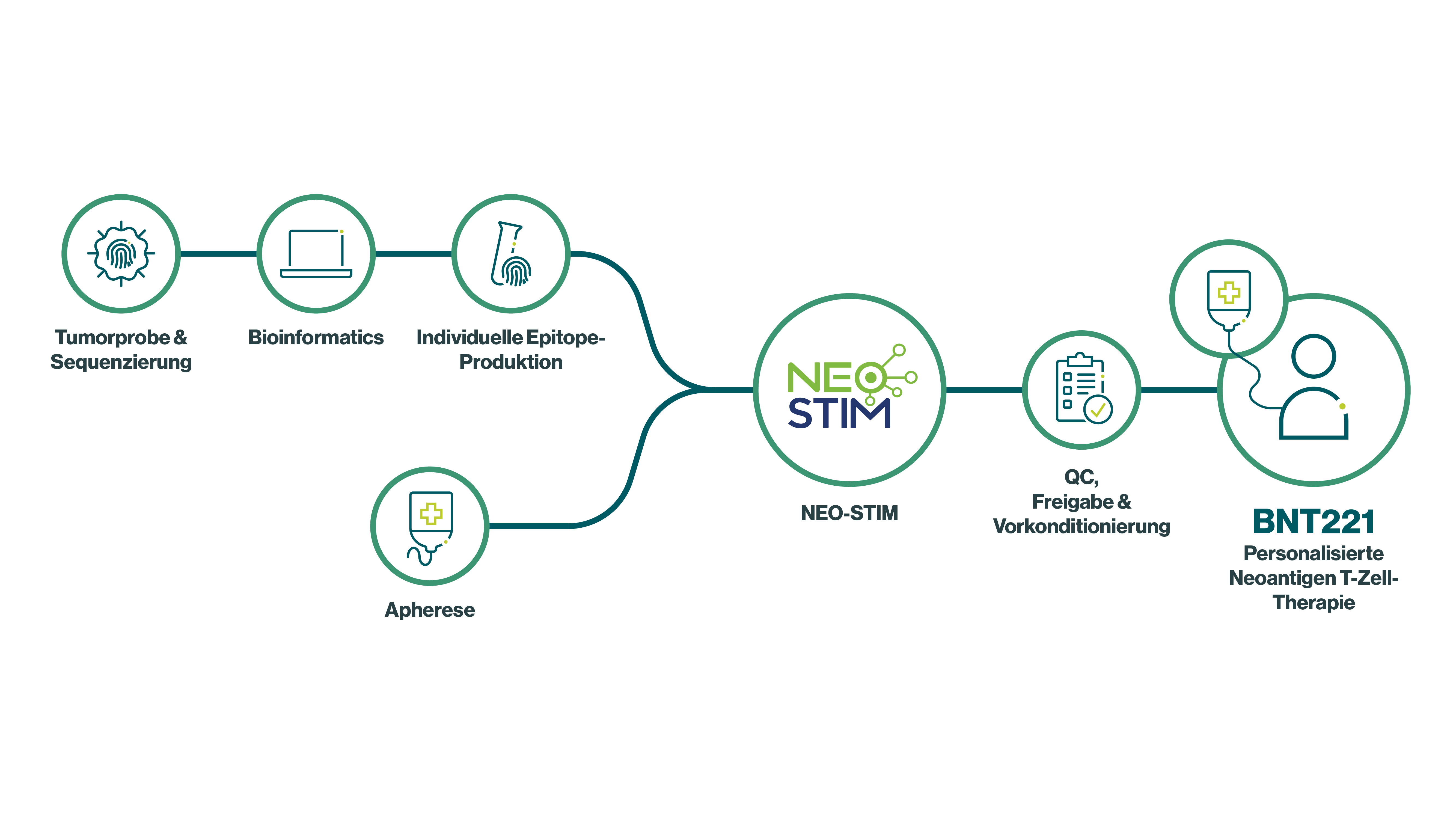 Infografik über den Prozess der individualisierten T-Zell-Therapie 