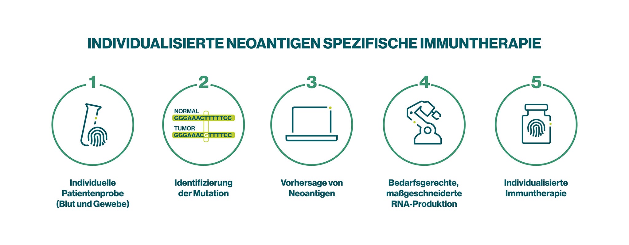 5 Schritte zur individualisierten neoantigenspezifischen Immuntherapie Infografik über individualisierte neoantigenspezifische Immuntherapie