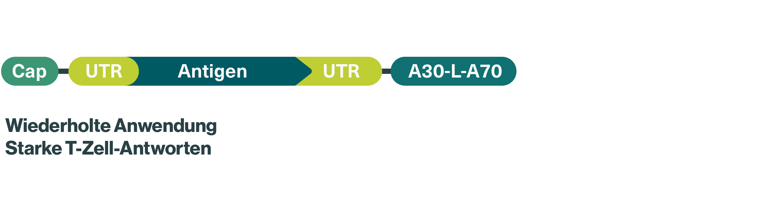 Repeated administration leads to strong t-cell responses