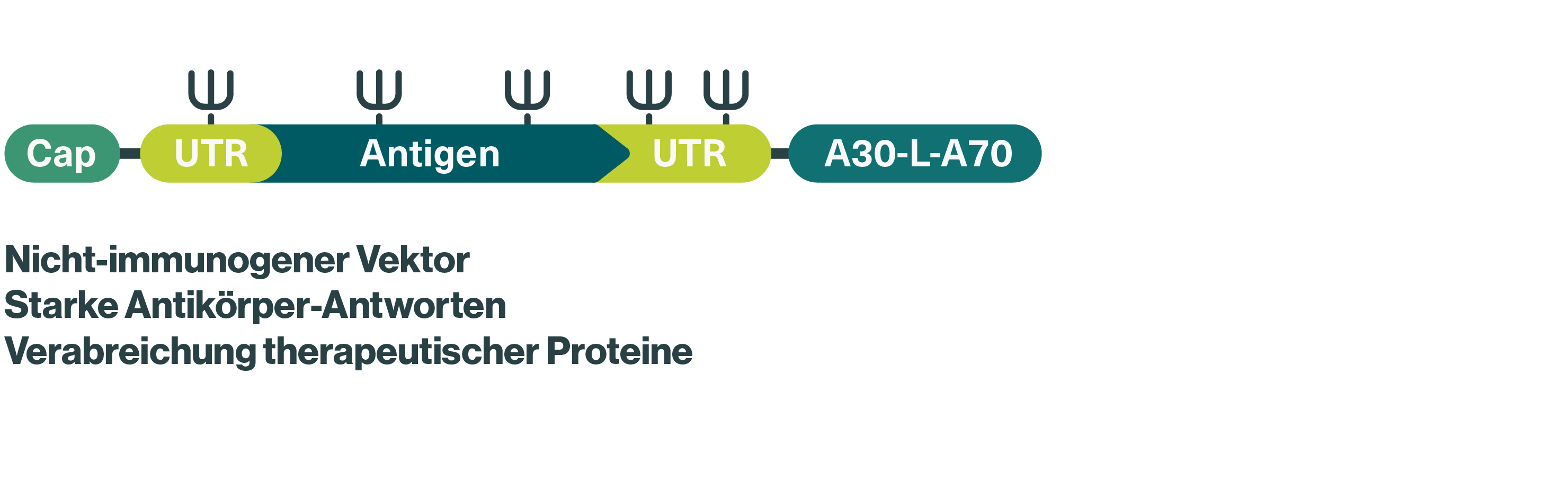 We use nucleoside-modified mRNA (modRNA) for our RiboMabs candidates, which contain naturally occurring modified building blocks conferring increased stability and reduced immunogenicity to minimize unwanted immune reactions and prolonging the duration of protein production – two major challenges in the development of safe and effective mRNA-based therapeutics