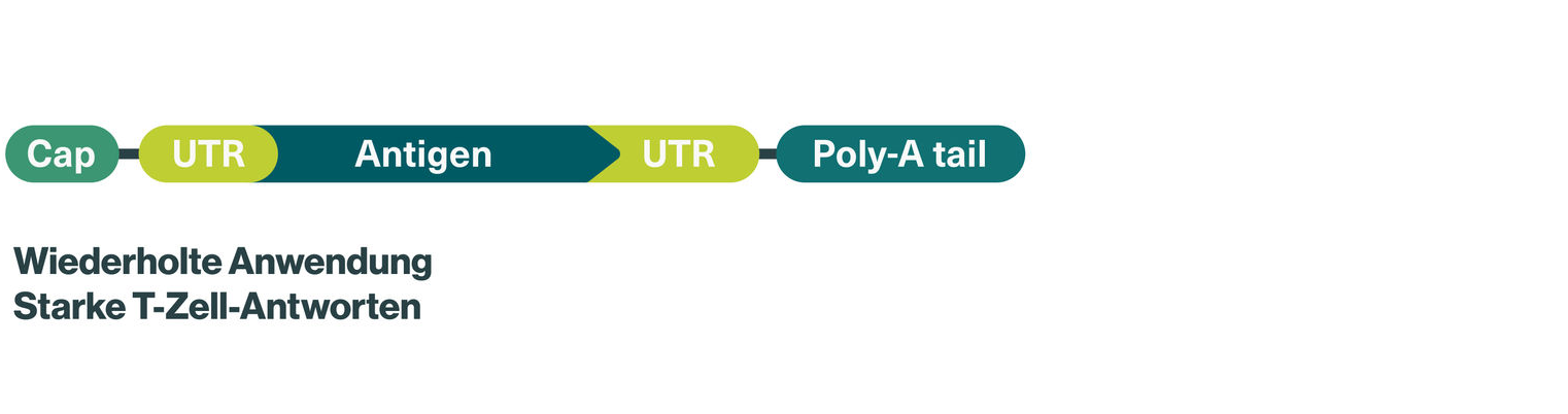 Repeated administration leads to strong t-cell responses