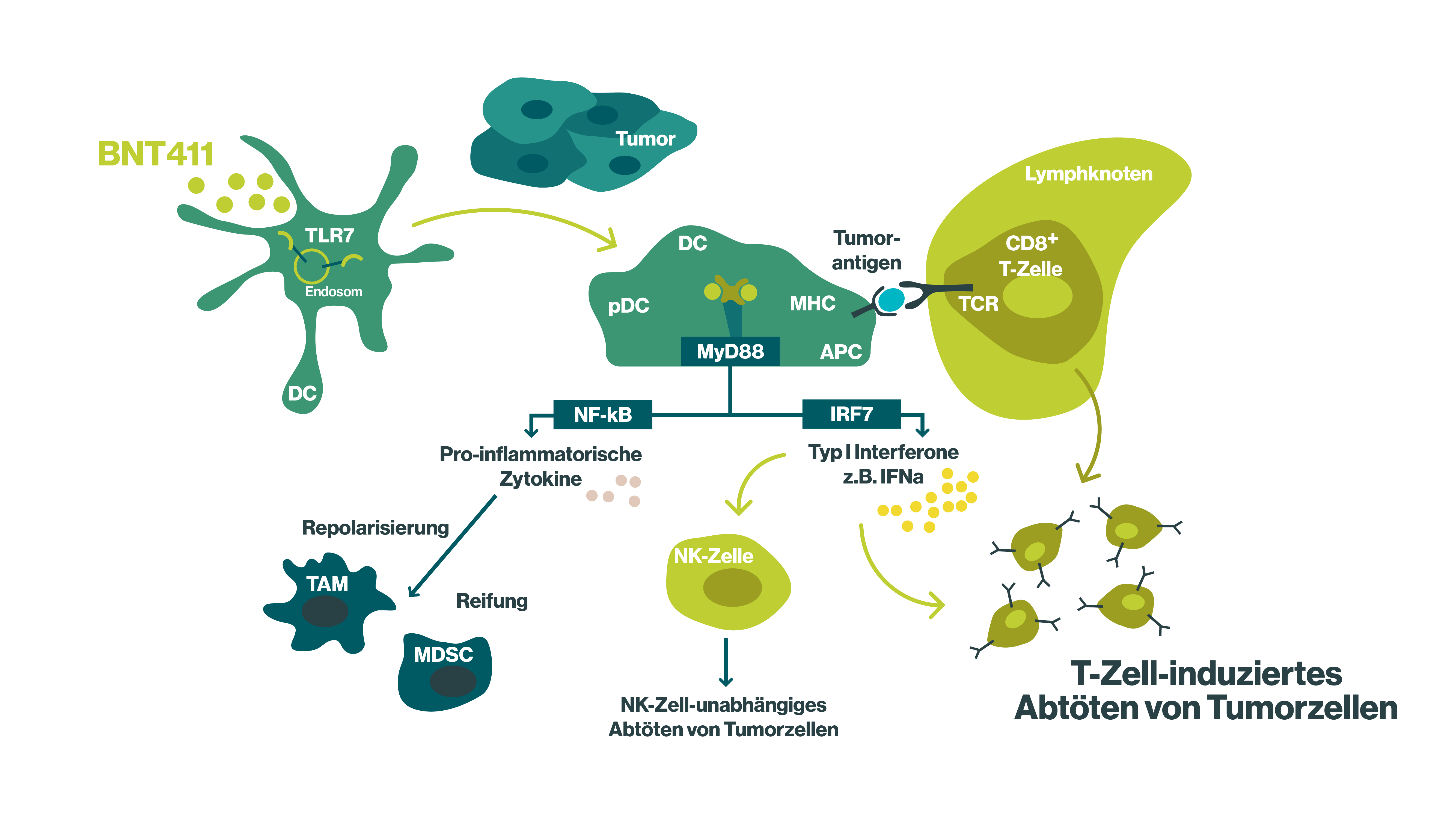 Verwendung von TLRs in der Krebstherapie Infografik zu Small Molecules, die spezifische TLRs aktivieren