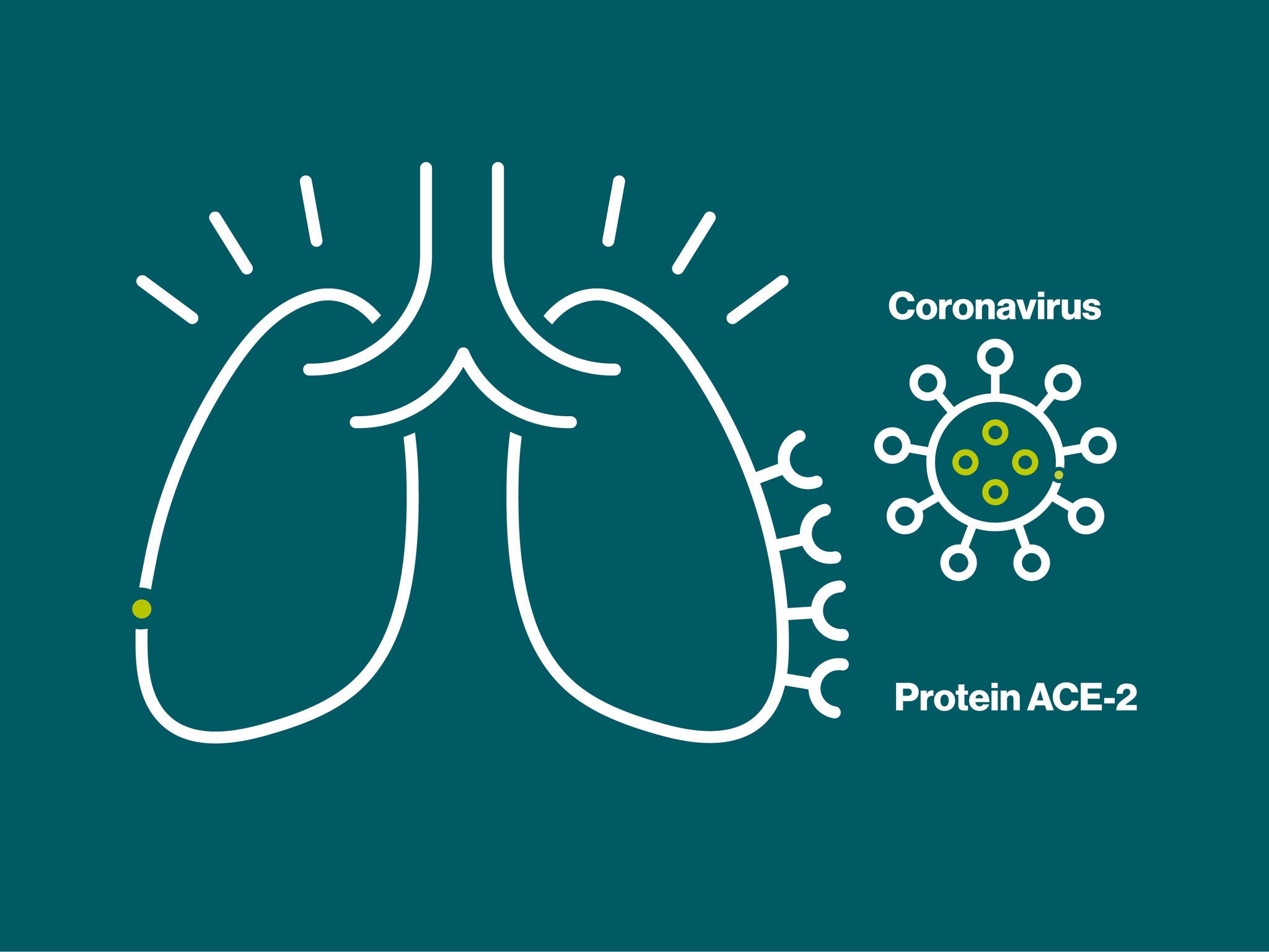Abbildung des ACE-2-Proteins, an das das Coronavirus bindet. Dieses Protein kommt besonders häufig in der Lunge vor.