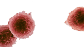 Dendritic Cells