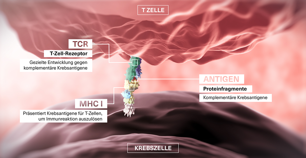 3D-Darstellung über den Einsatz von T-Zell-Rezeptoren in einer Krebszelle