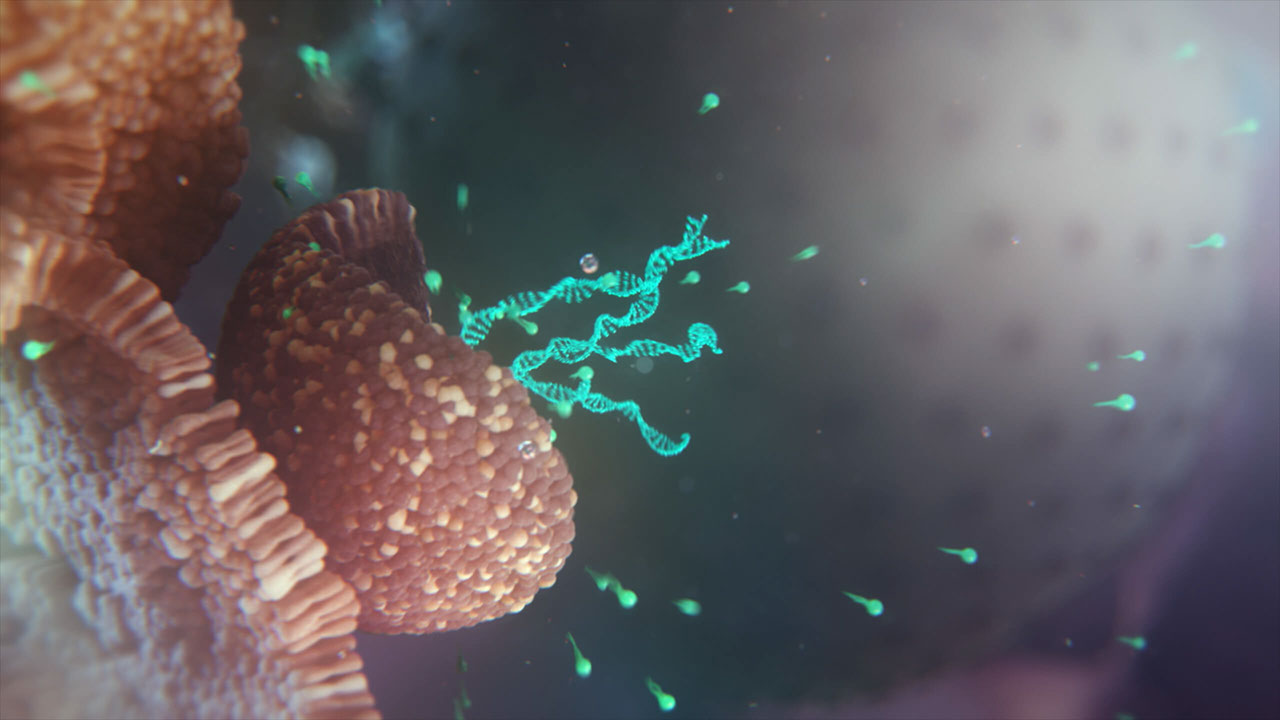 3D-Darstellung von intravenös verabreichter mRNA