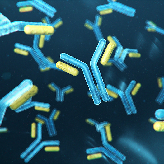 3D-Darstellung Antikörper-Zelle