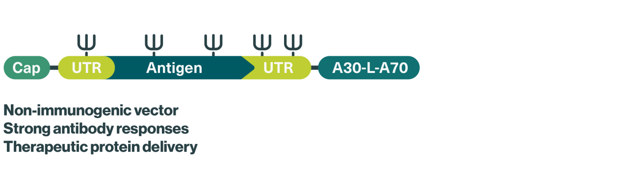 We use nucleoside-modified mRNA (modRNA) for our RiboMabs candidates, which contain naturally occurring modified building blocks conferring increased stability and reduced immunogenicity to minimize unwanted immune reactions and prolonging the duration of protein production – two major challenges in the development of safe and effective mRNA-based therapeutics
