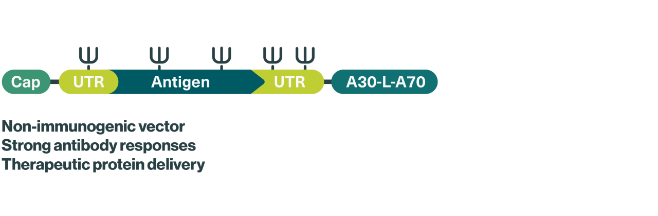 Repeated administration leads to strong t-cell responses